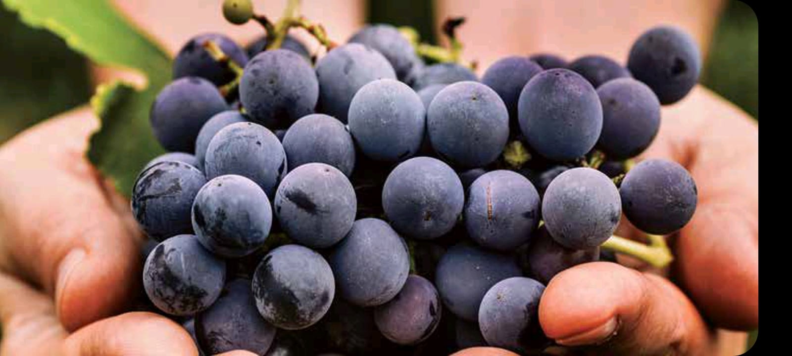 Matrouh Black grapes (Barrani grapes)